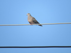Streptopelia orientalis