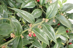 Sarcococca ruscifolia