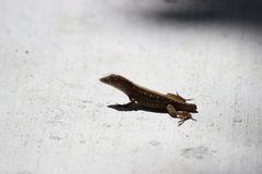 Anolis sagrei