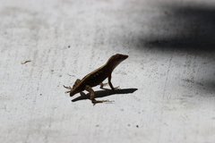 Anolis sagrei