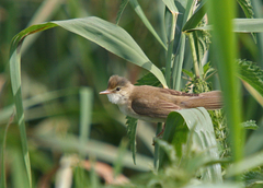 Acrocephalus palustris