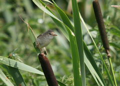 Acrocephalus palustris