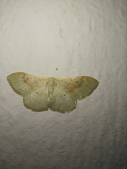 Idaea rubraria