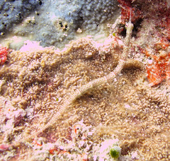 Corythoichthys ocellatus