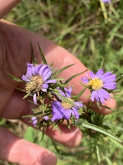 Eurybia hemispherica