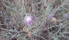 Centaurea leucophaea