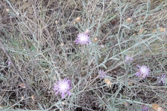 Centaurea leucophaea