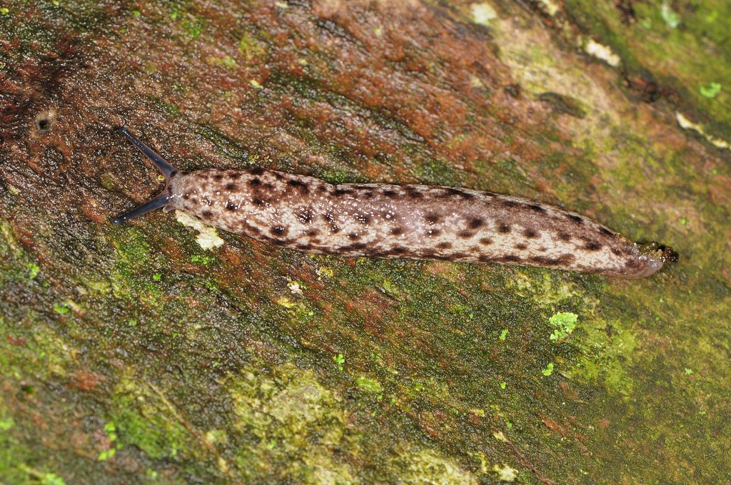 Brown-spotted Mantleslug