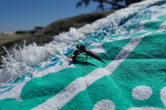 Neomochtherus willistoni