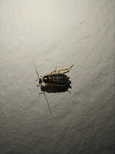Phyllodromica pallida · iNaturalist