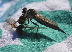 Neomochtherus willistoni