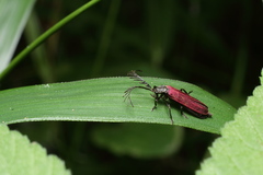 Macrolycus excellens