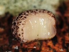 Philomycus venustus