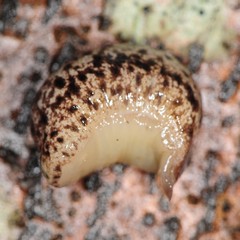Philomycus venustus