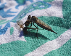 Neomochtherus willistoni