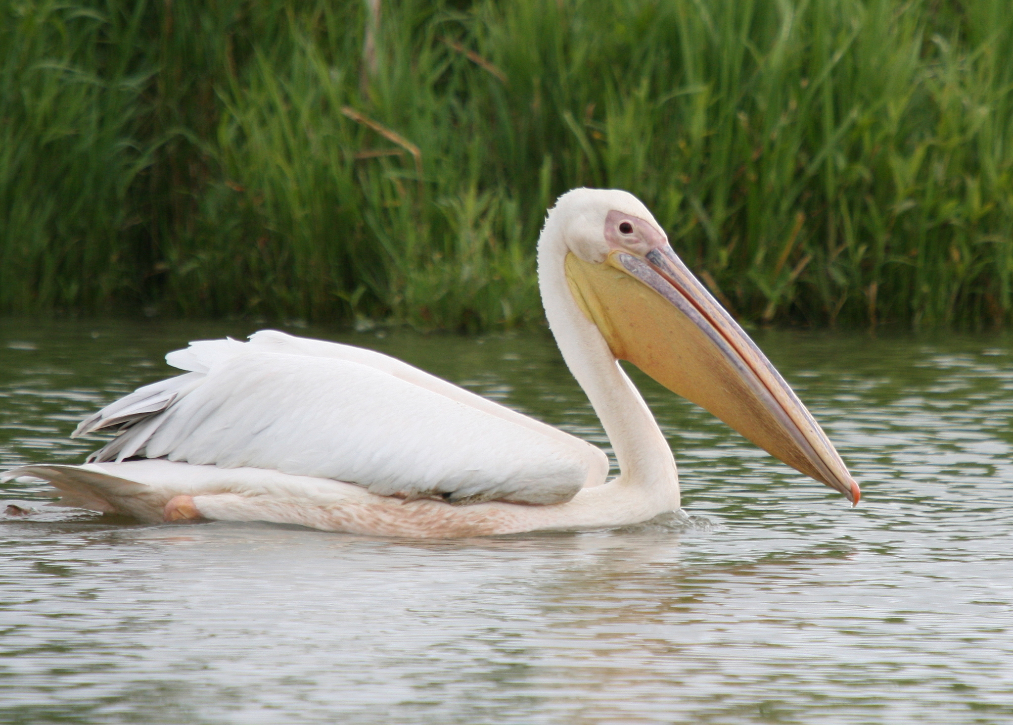 Great White Pelican (Pelecanus onocrotalus)