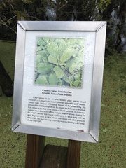 Pistia stratiotes image