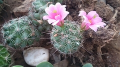 Mammillaria mazatlanensis