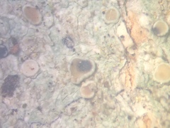 Vouauxiella lichenicola image