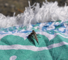 Neomochtherus willistoni