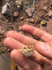Townsendia grandiflora