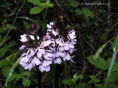 Orchis purpurea