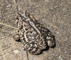 Anaxyrus terrestris