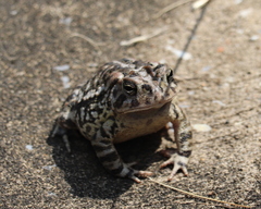 Anaxyrus terrestris