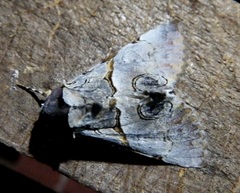 Thiacidas alboporphyrea