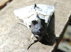 Thiacidas alboporphyrea