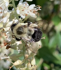Bombus impatiens