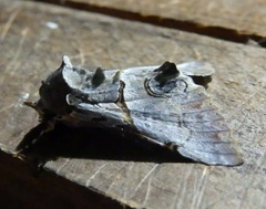 Thiacidas alboporphyrea