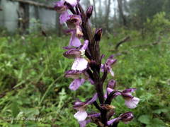 Anacamptis morio