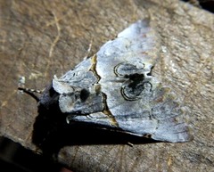 Thiacidas alboporphyrea