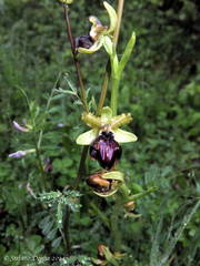 Ophrys sphegodes passionis