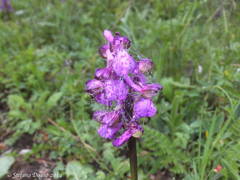 Anacamptis morio
