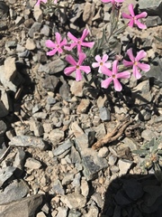 Phlox stansburyi