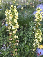 Pedicularis ascendens