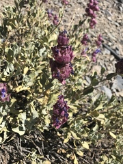 Salvia pachyphylla