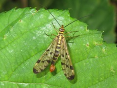 Panorpa germanica