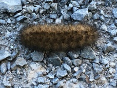Phragmatobia