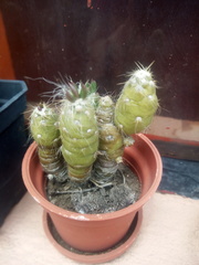 Cactaceae