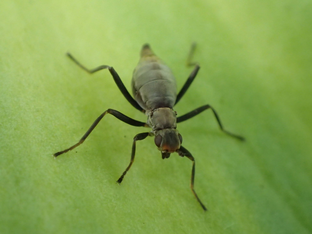 Calycopteryginae