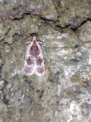 Agonopterix hypericella
