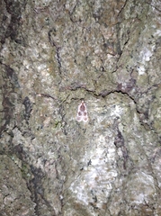 Agonopterix hypericella