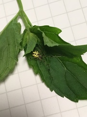 Phylloneta pictipes