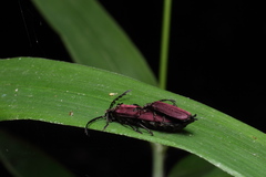 Macrolycus excellens