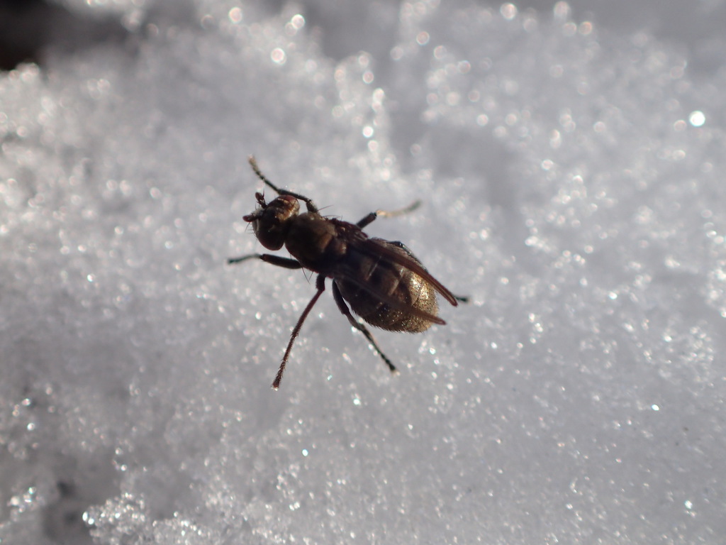 Amalopteryx maritima