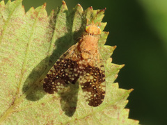 Acinia corniculata