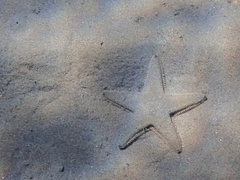 Astropecten jonstoni